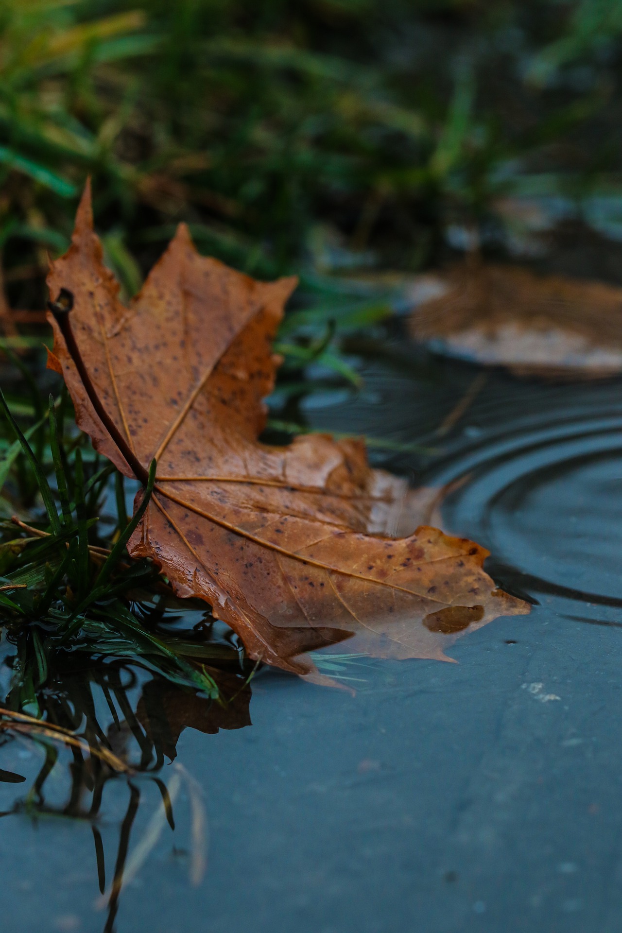 Tout l’automne à la fin n’est plus qu’une tisane froide. Francis Ponge