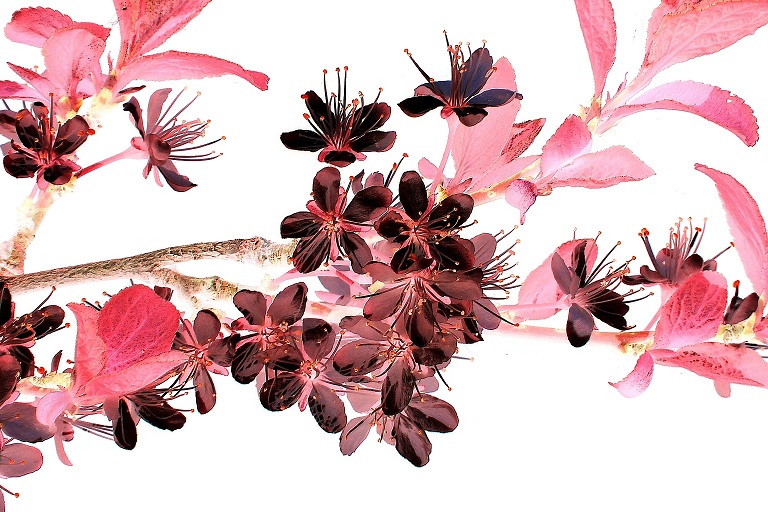 Dimanche 29 mars 2020 – Haiku & Cie – PRINTEMPS, sakura sakura